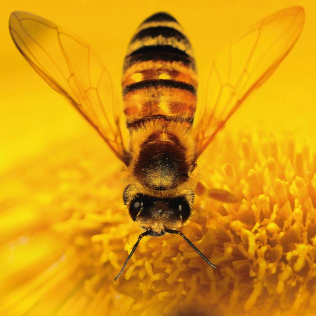 More Than Honey, Markus Imhoof More Than Honey, Markus Imhoof
