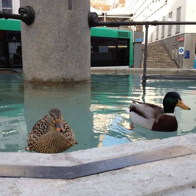 Darauf freu ich mich, Rheinschwimmen Darauf freu ich mich, Rheinschwimmen