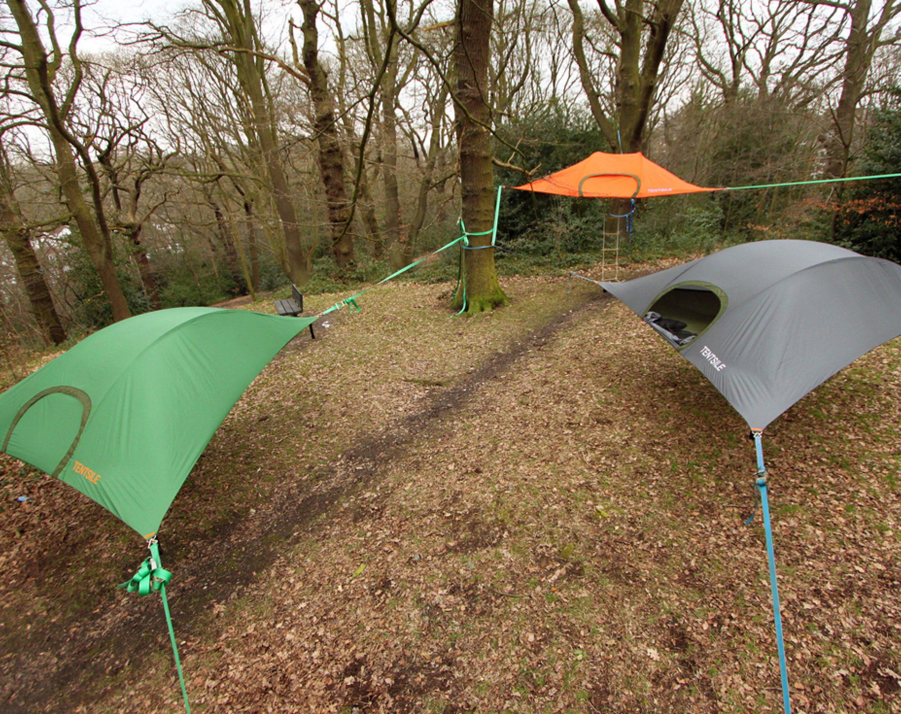 Stingray, Tentsile