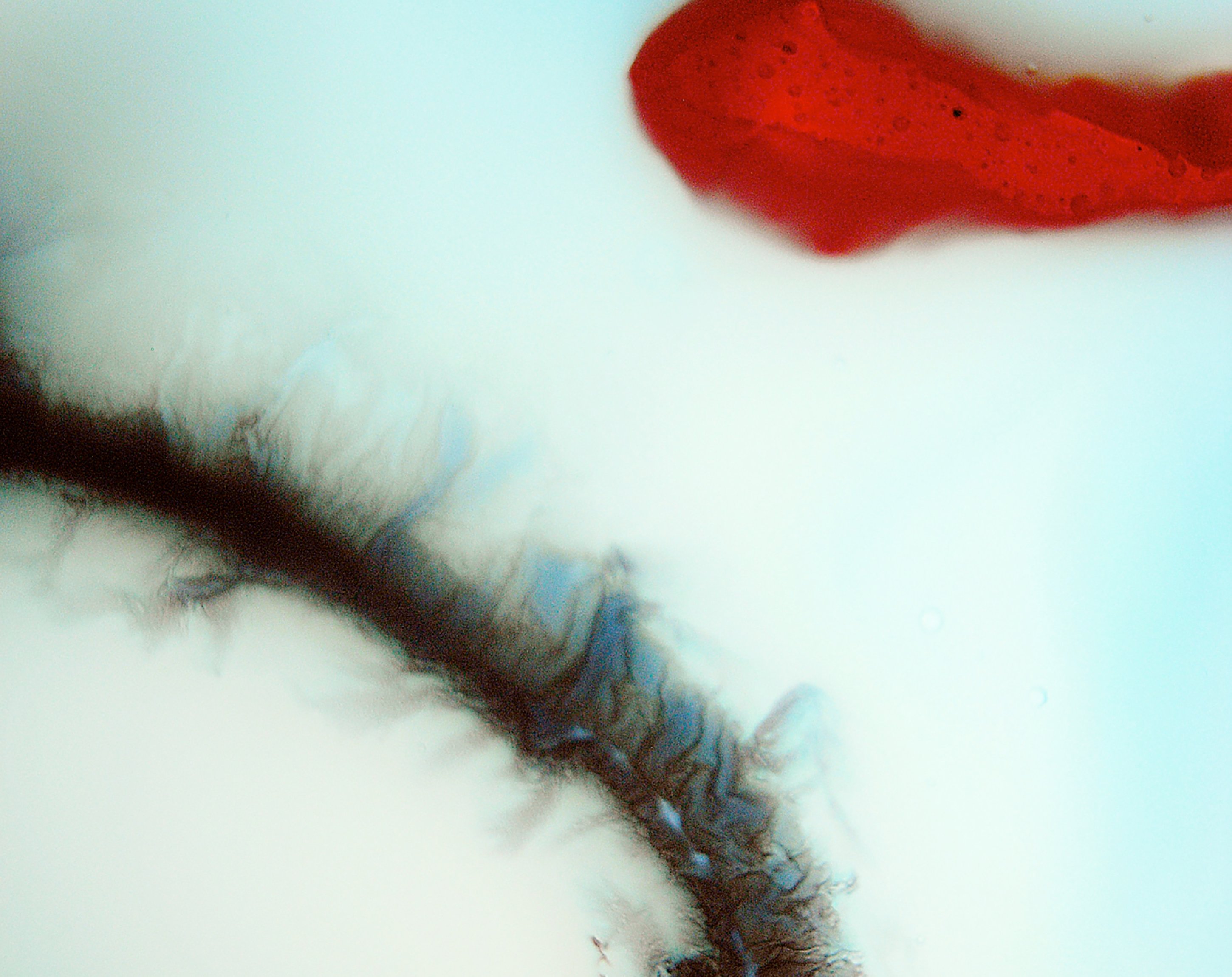 Penetrate (Remix), Stubborn Heart