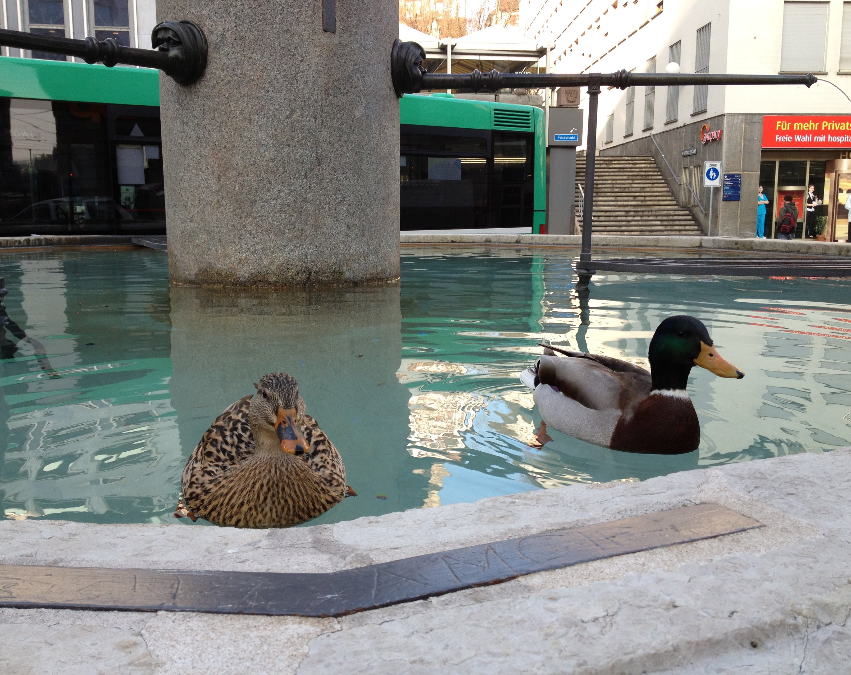 Darauf freu ich mich, Rheinschwimmen