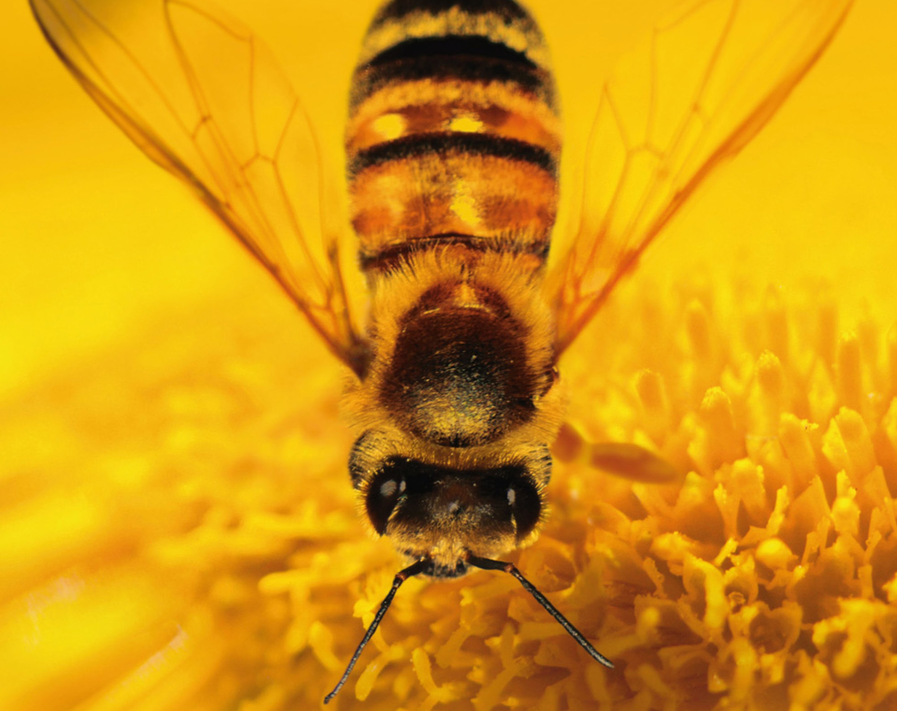 More Than Honey, Markus Imhoof More Than Honey, Markus Imhoof