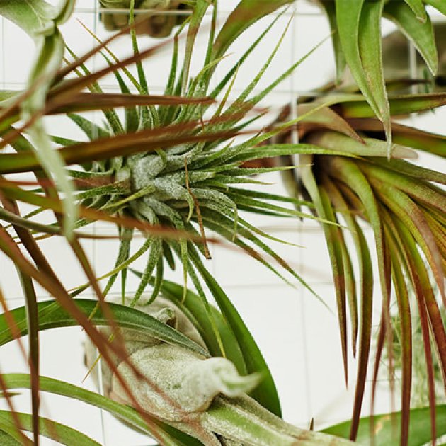 Pflanzenwelt, Evrgreen Pflanzenwelt, Evrgreen