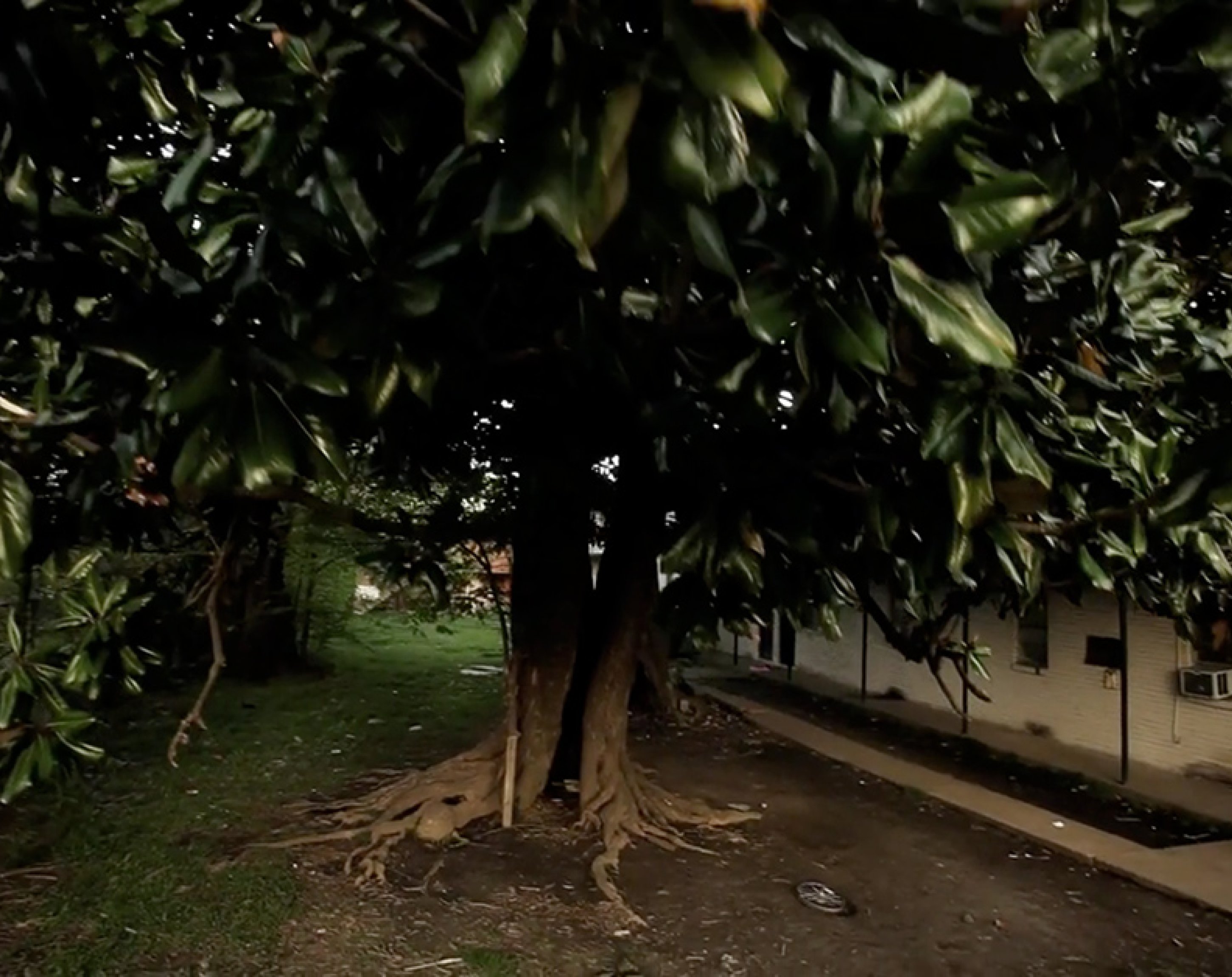 Der Magnolienbaum, April