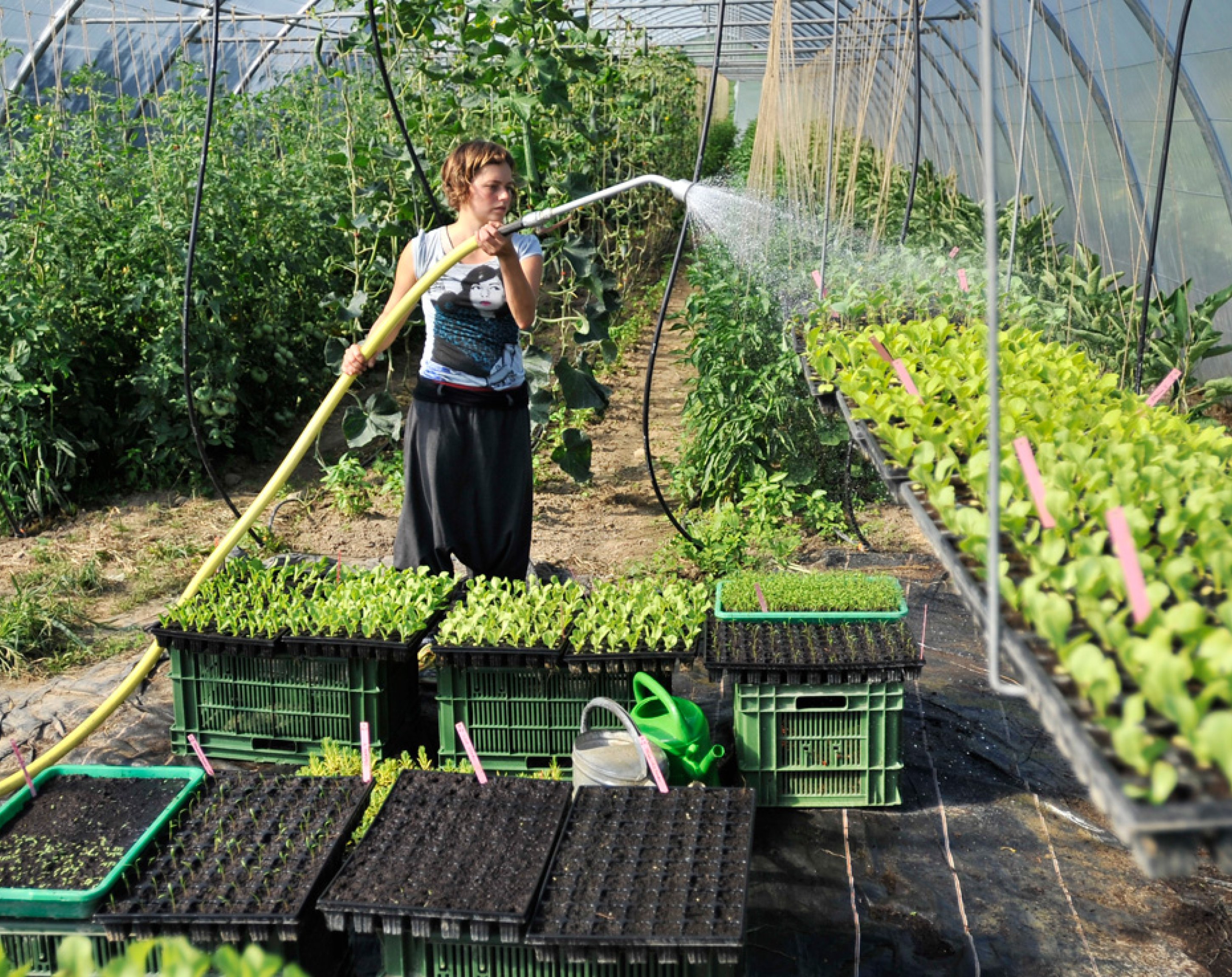 Vernetzungsplattform, Solidarische Landwirtschaft Vernetzungsplattform, Solidarische Landwirtschaft