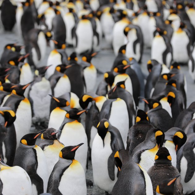 Linux vs macOS oder Windows, Betriebssystem Linux vs macOS oder Windows, Betriebssystem