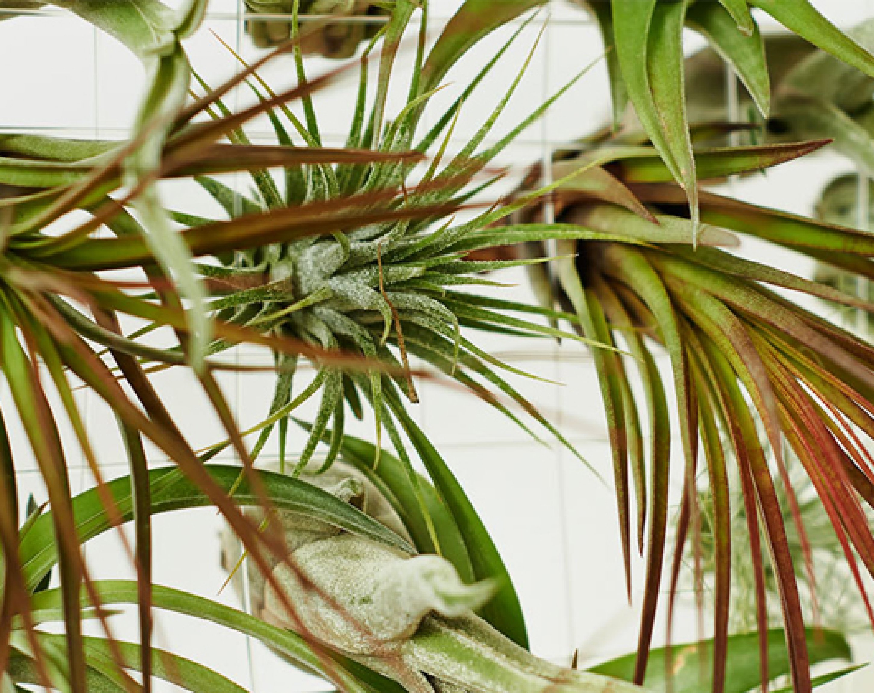 Pflanzenwelt, Evrgreen