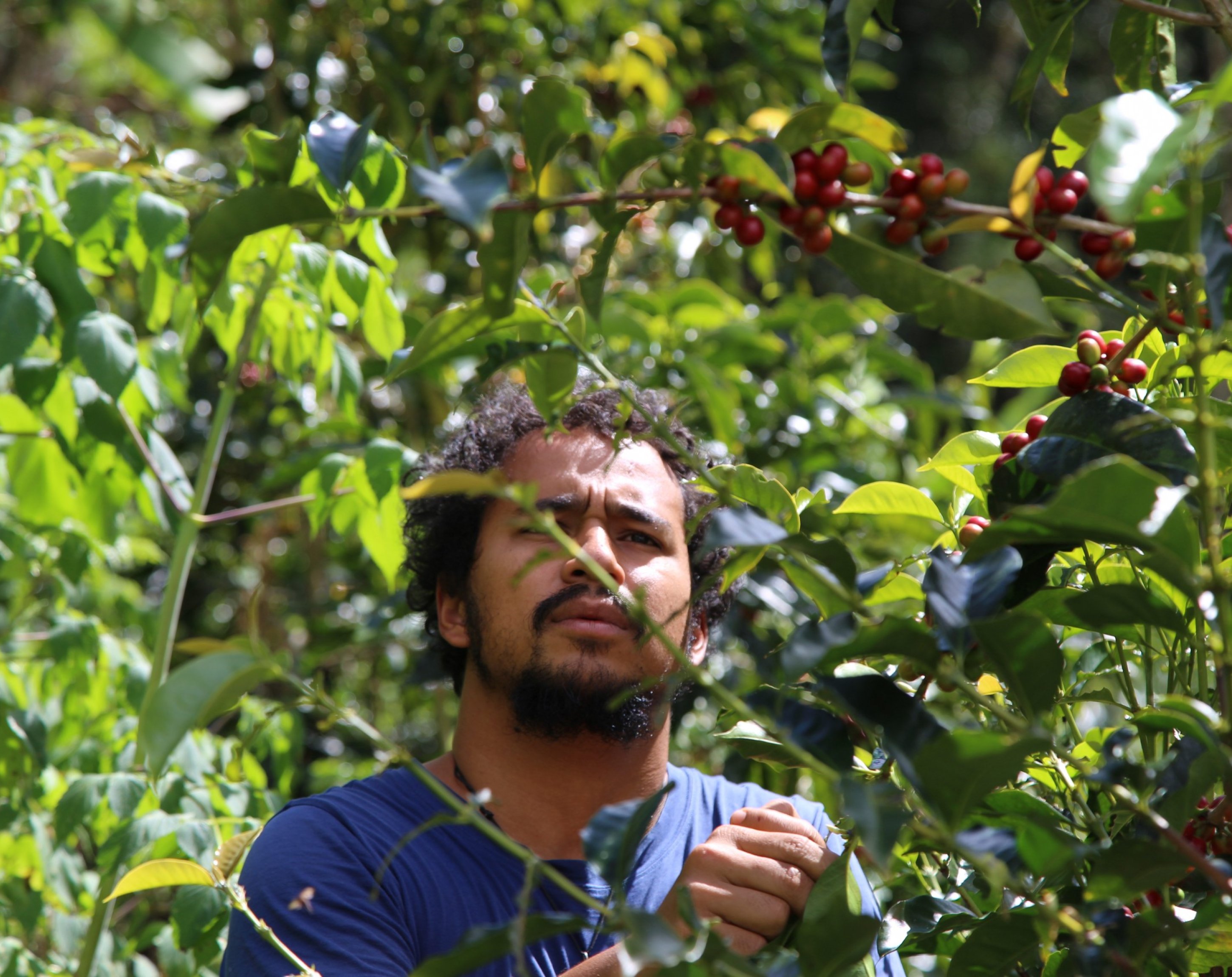 Gemeinschaftskaffee, Teikei Coffee