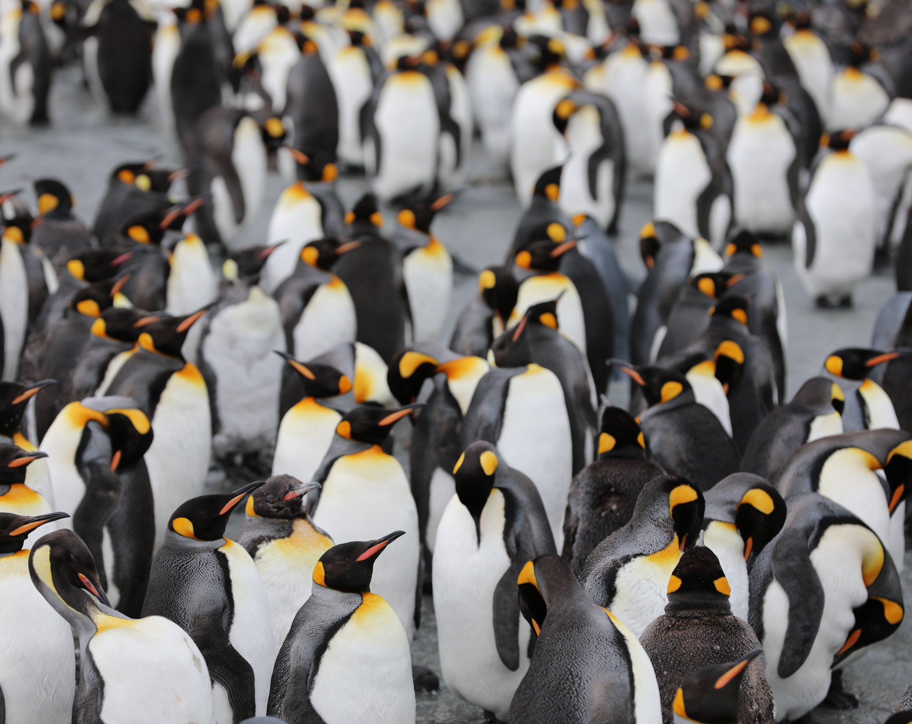 Linux vs macOS oder Windows, Betriebssystem