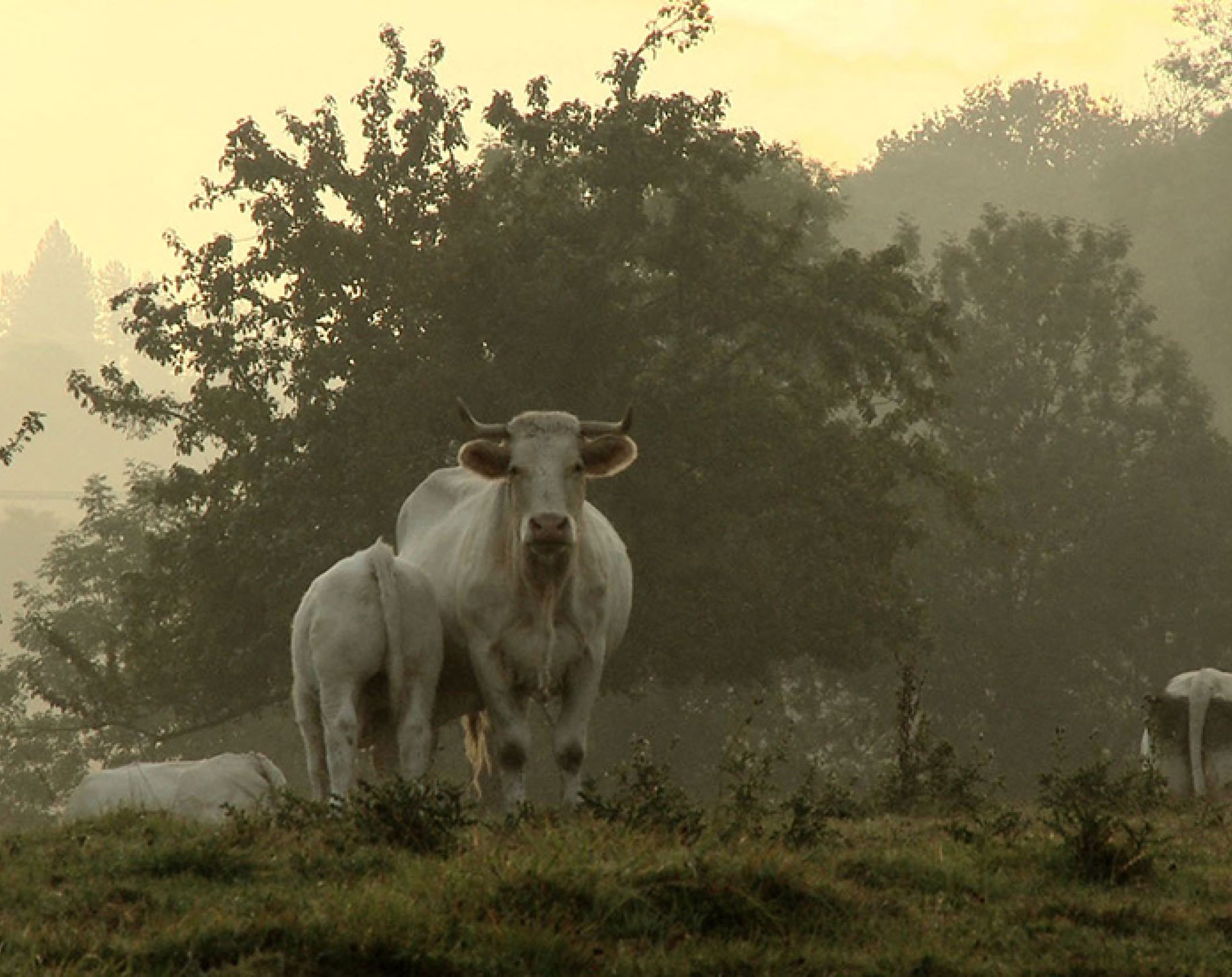 Bovines, Emmanuel Gras