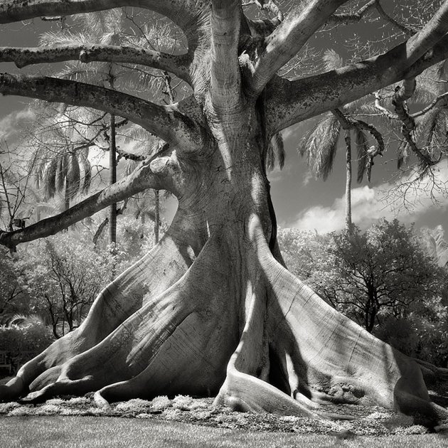 Portraits of Time, Beth Moon Portraits of Time, Beth Moon
