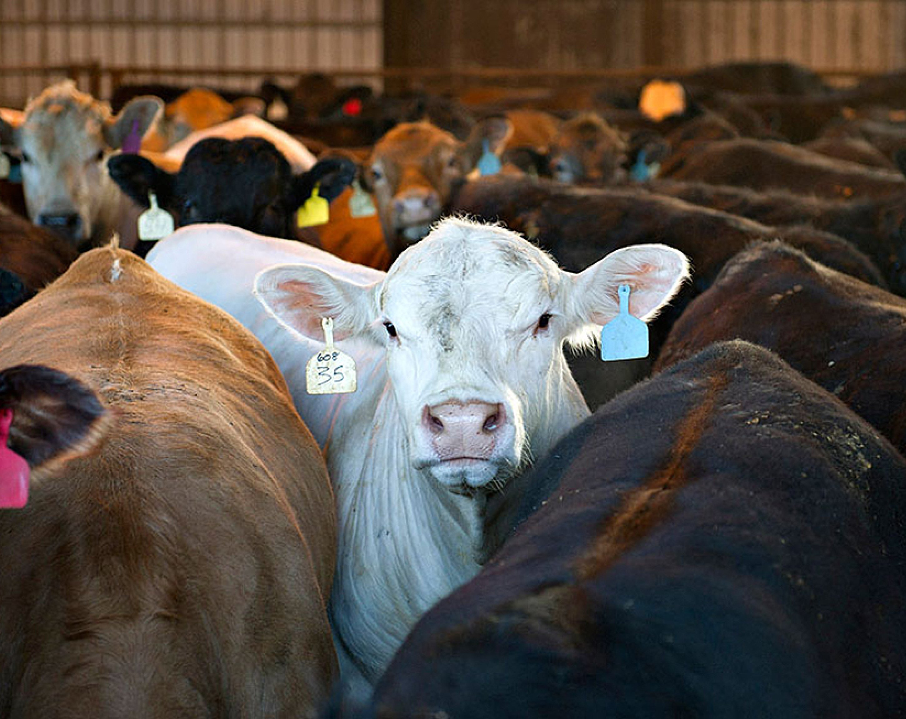 Fleischessen, Ohne Zukunft Fleischessen, Ohne Zukunft